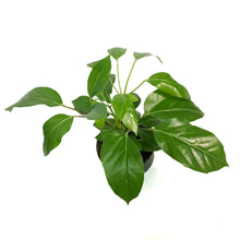 Load image into Gallery viewer, Schefflera, 6in, Alpine
