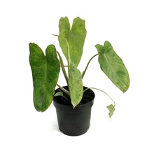 Load image into Gallery viewer, Philodendron, 4in, Paraiso Verde Variegated
