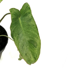 Load image into Gallery viewer, Philodendron, 4in, Paraiso Verde Variegated
