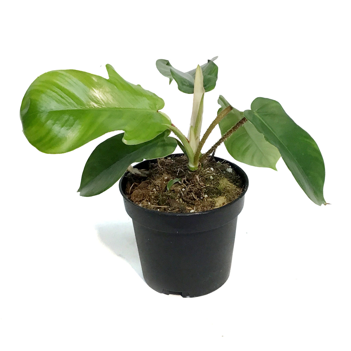 Philodendron, 4in, Red Bristle