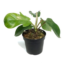 Load image into Gallery viewer, Philodendron, 4in, Red Bristle
