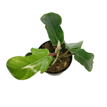 Load image into Gallery viewer, Philodendron, 4in, Red Bristle
