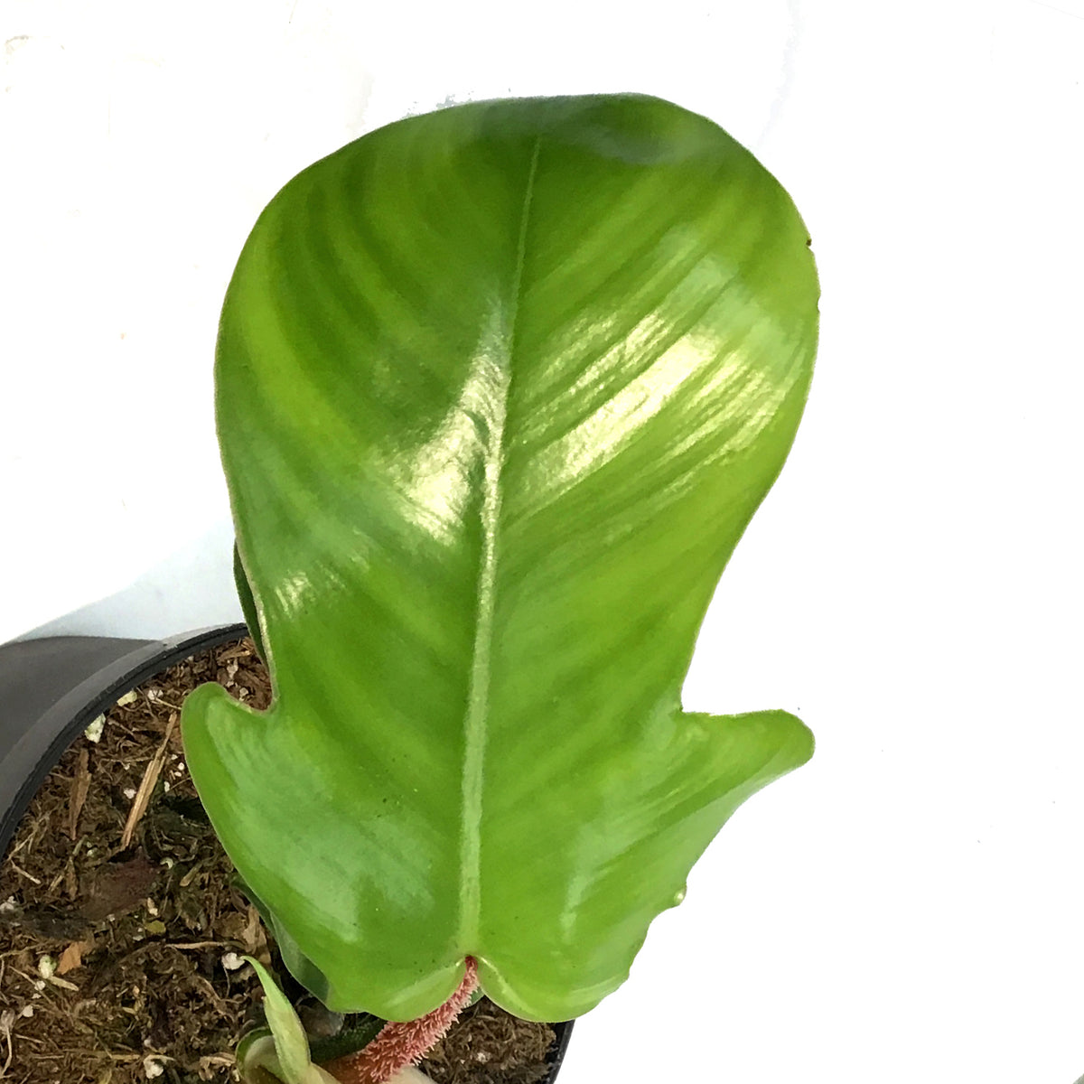 Philodendron, 4in, Red Bristle