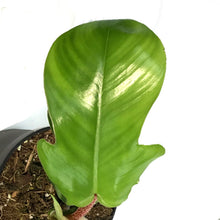 Load image into Gallery viewer, Philodendron, 4in, Red Bristle
