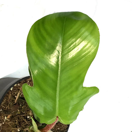 Philodendron, 4in, Red Bristle