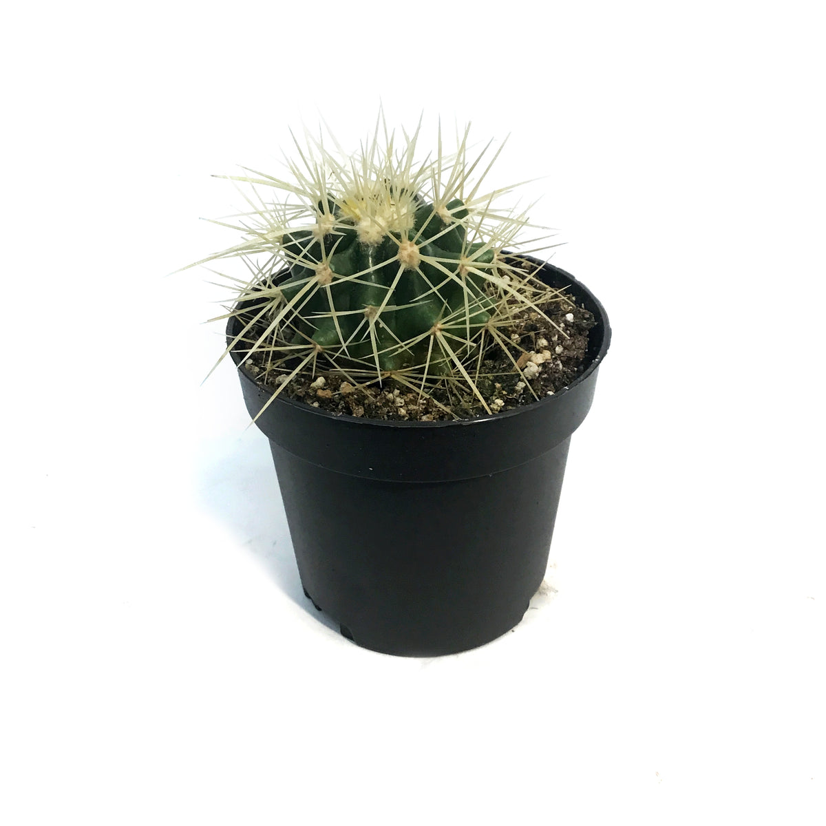 Cactus, 3.5in, Hamatocactus Setispinus