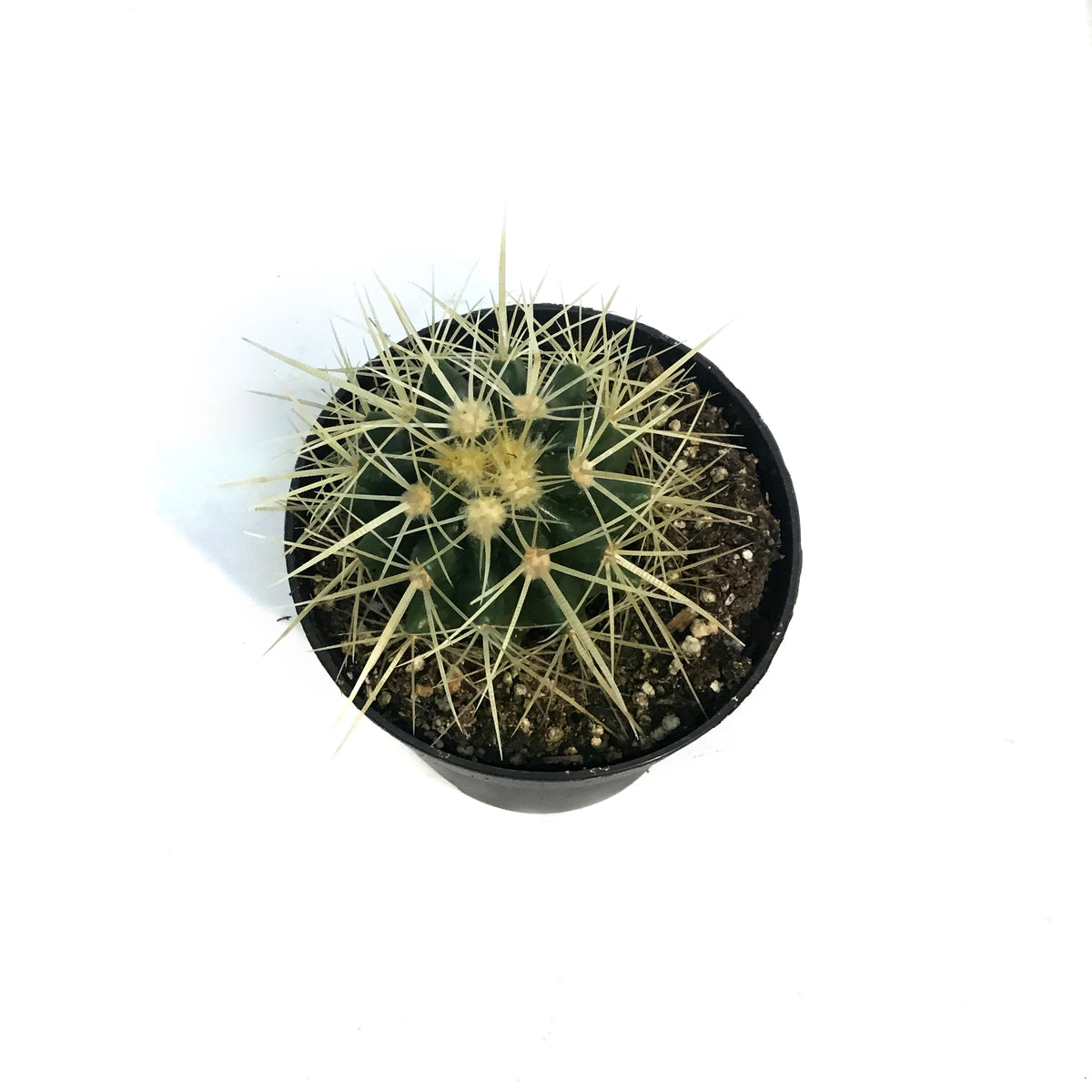 Cactus, 3.5in, Hamatocactus Setispinus