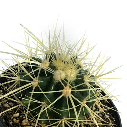 Cactus, 3.5in, Hamatocactus Setispinus