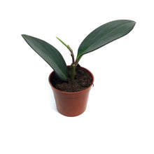 Load image into Gallery viewer, Peperomia, 4in, Red Edge
