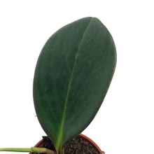 Load image into Gallery viewer, Peperomia, 4in, Red Edge
