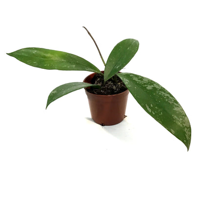 Hoya, 2.5in, Pubicalyx Splash