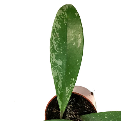 Hoya, 2.5in, Pubicalyx Splash