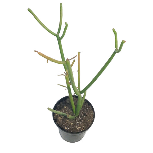 Succulent, 3.5in, Euphorbia Pencil