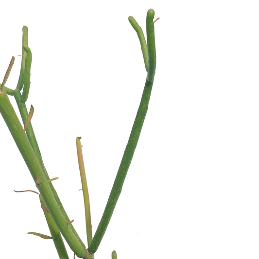 Succulent, 3.5in, Euphorbia Pencil