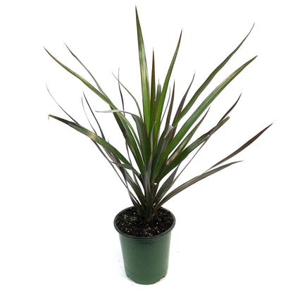 Dracaena, 3.5in,Magenta