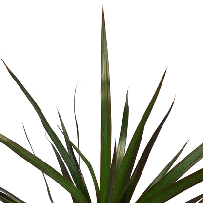 Dracaena, 3.5in,Magenta