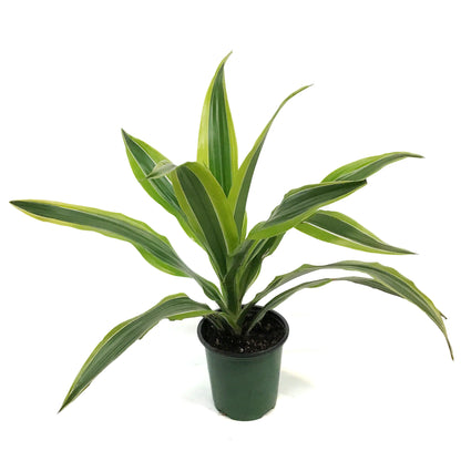 Dracaena, 3.5in,Warneckii Lime