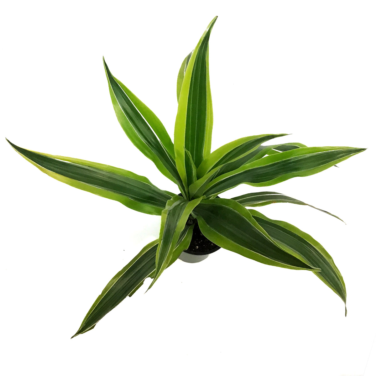 Dracaena, 3.5in,Warneckii Lime