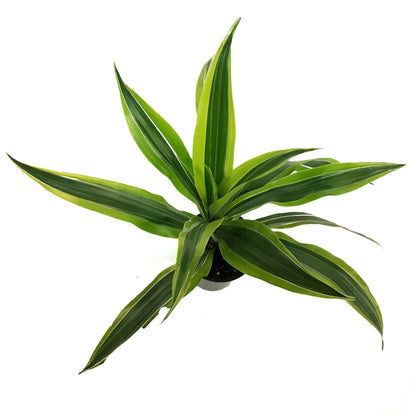 Dracaena, 3.5in,Warneckii Lime