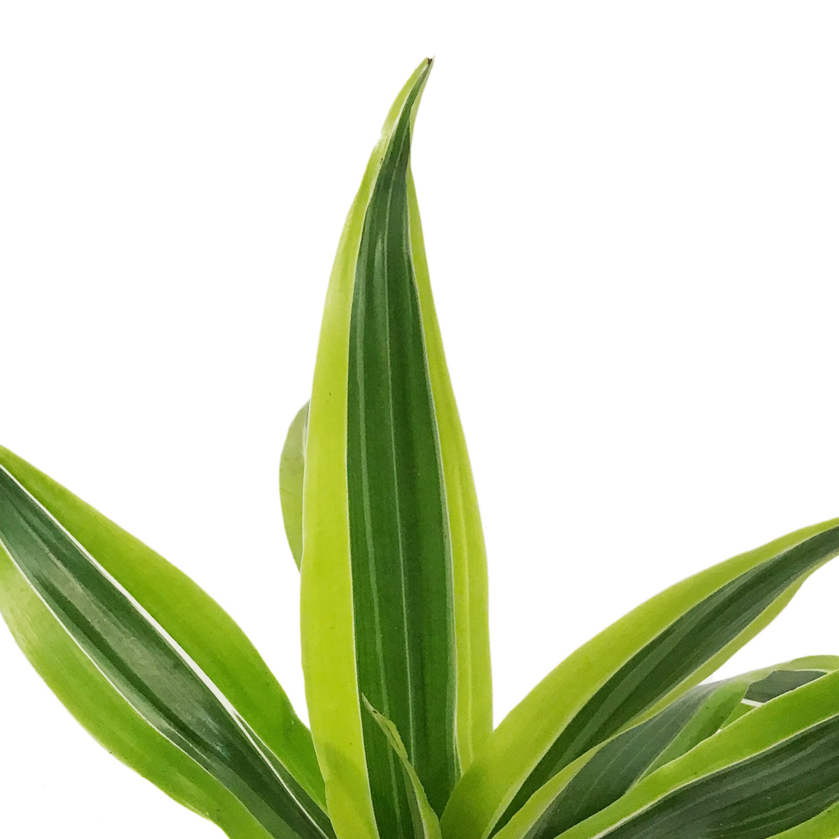 Dracaena, 3.5in,Warneckii Lime