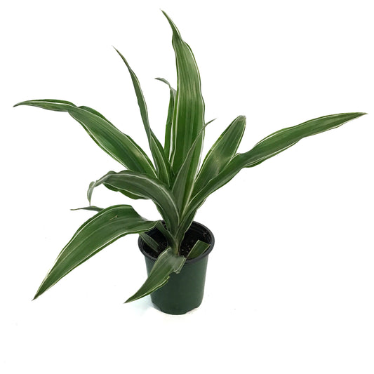 Dracaena, 3.5in,Warneckii White