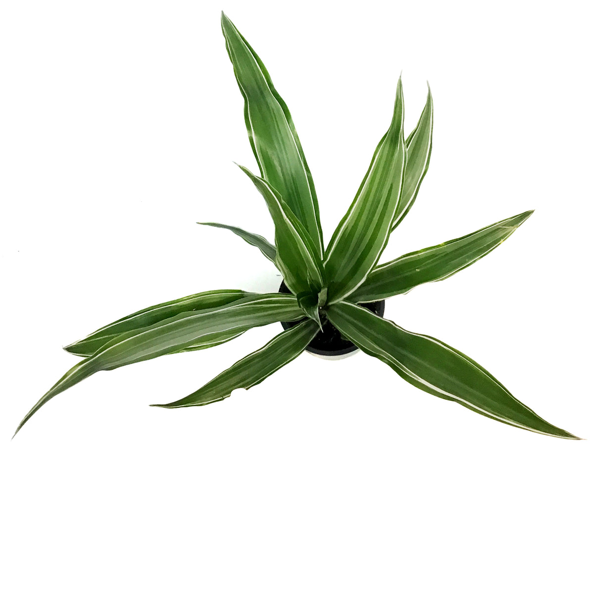 Dracaena, 3.5in,Warneckii White