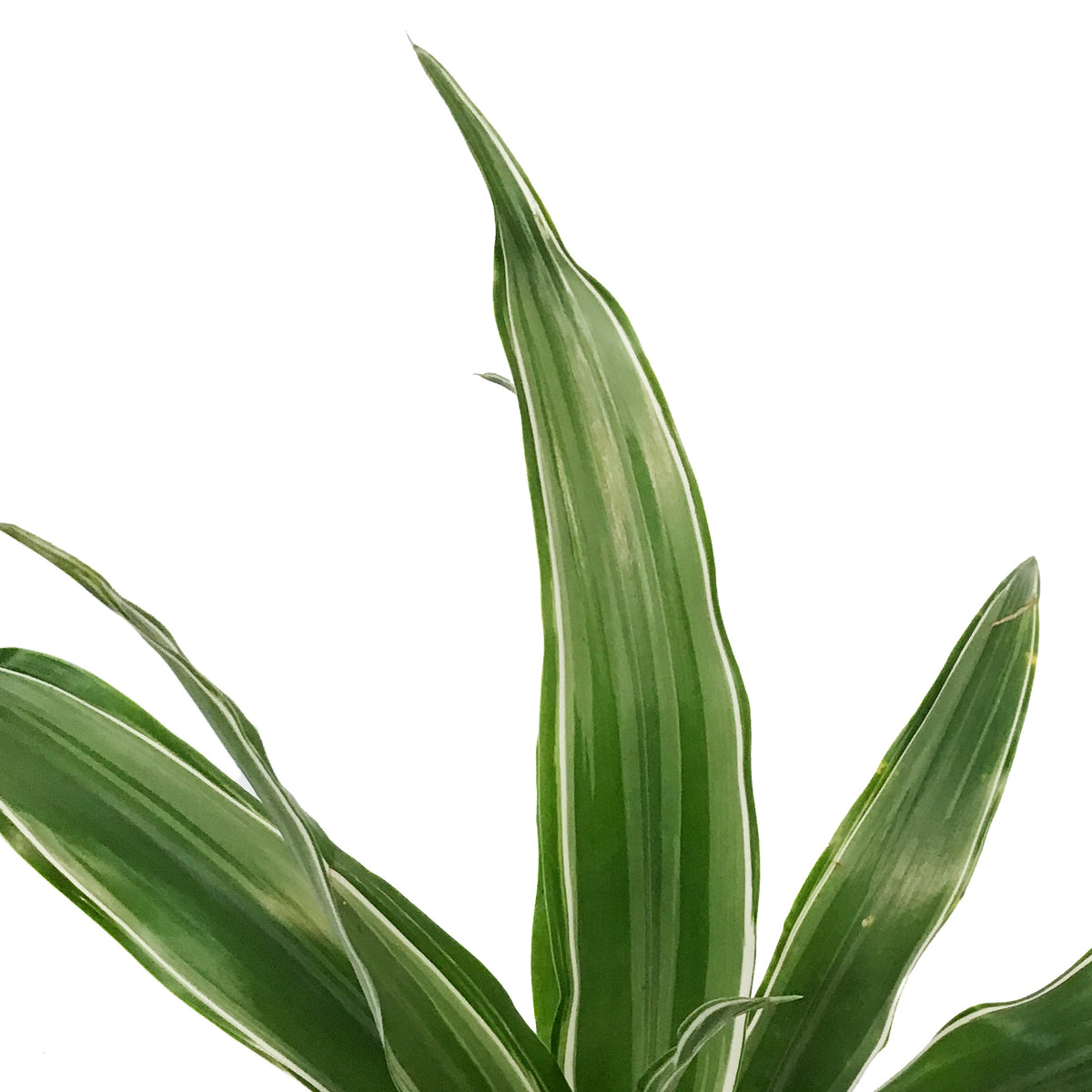 Dracaena, 3.5in,Warneckii White