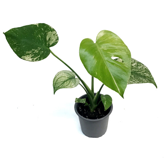 Monstera, 4in, Mint