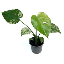 Load image into Gallery viewer, Monstera, 4in, Mint
