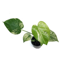 Load image into Gallery viewer, Monstera, 4in, Mint
