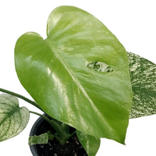 Load image into Gallery viewer, Monstera, 4in, Mint
