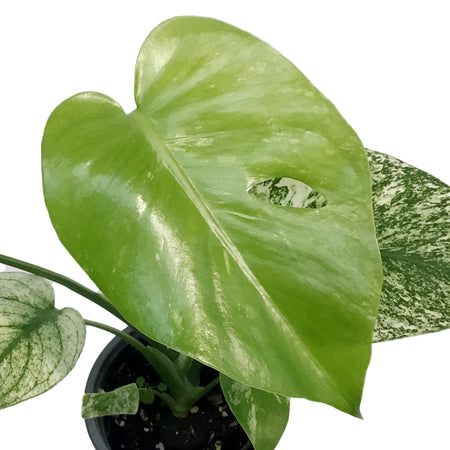 Monstera, 4in, Mint