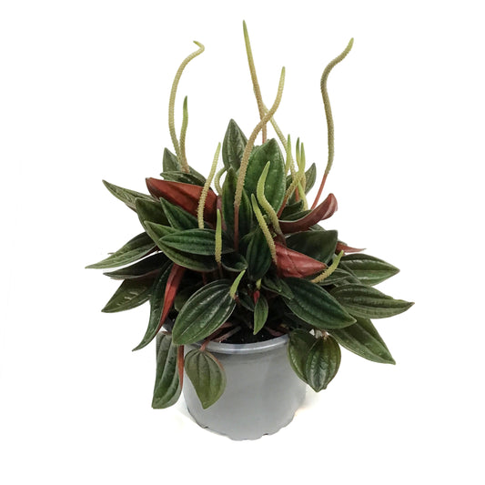 Peperomia, 4in , Cayenne