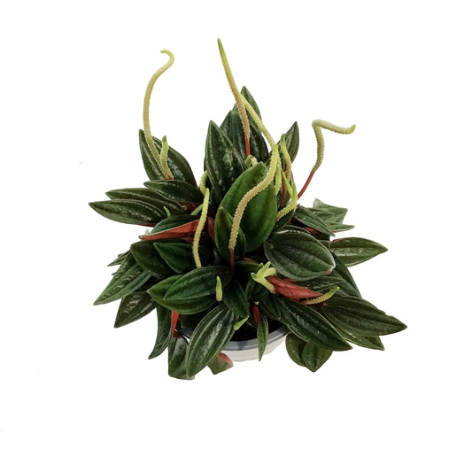 Peperomia, 4in , Cayenne