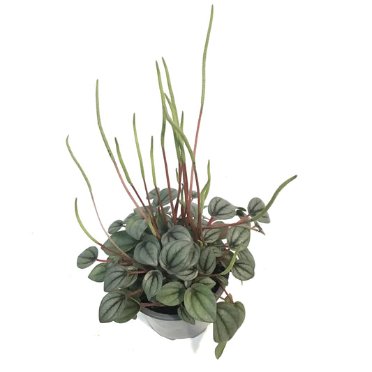 Peperomia, 4in , Napolia Nights