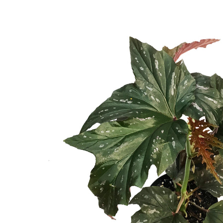Begonia, 6in, Silver Mist