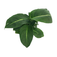 Load image into Gallery viewer, Dieffenbachia, 4in, Sterling
