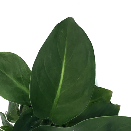 Dieffenbachia, 4in, Sterling