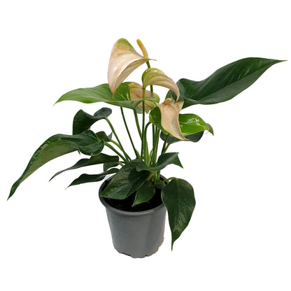 Anthurium, 4in, Joli Peach