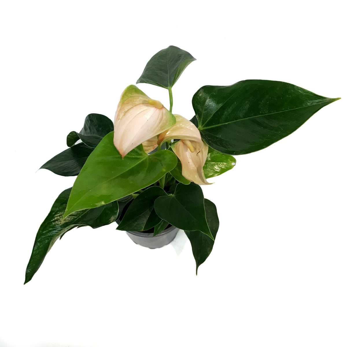 Anthurium, 4in, Joli Peach