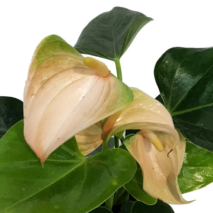 Anthurium, 4in, Joli Peach