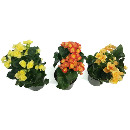Begonia, 4in, Rieger