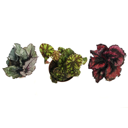 Begonia,3in, Rex Magic Colors