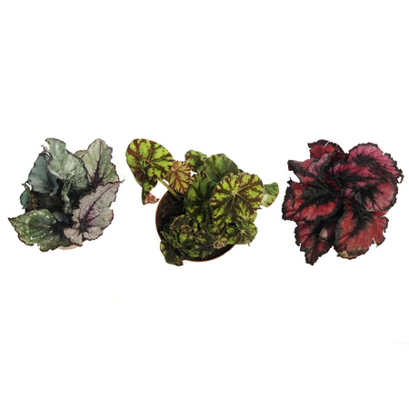 Begonia,3in, Rex Magic Colors