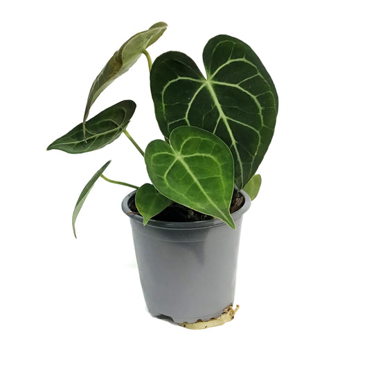 Anthurium, 4in, Chrystalinum