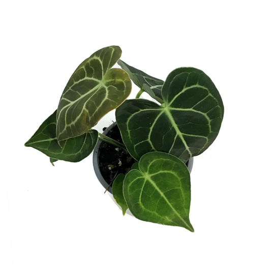 Anthurium, 4in, Chrystalinum