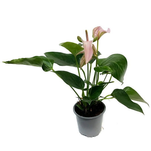 Anthurium, 4in, Joli