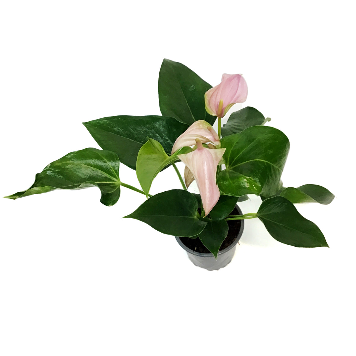Anthurium, 4in, Joli