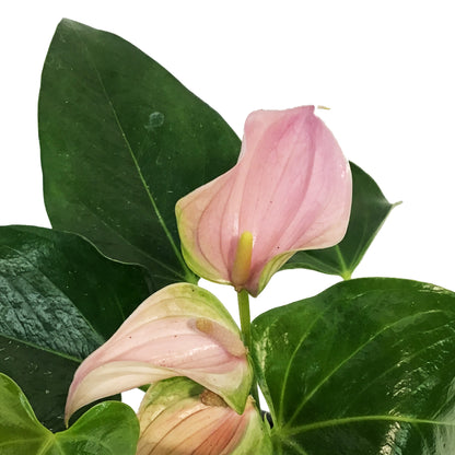 Anthurium, 4in, Joli