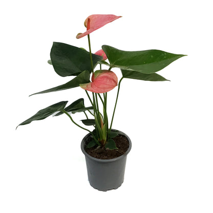 Anthurium, 4in, Joli Lila
